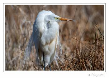 Great egret 1.jpg